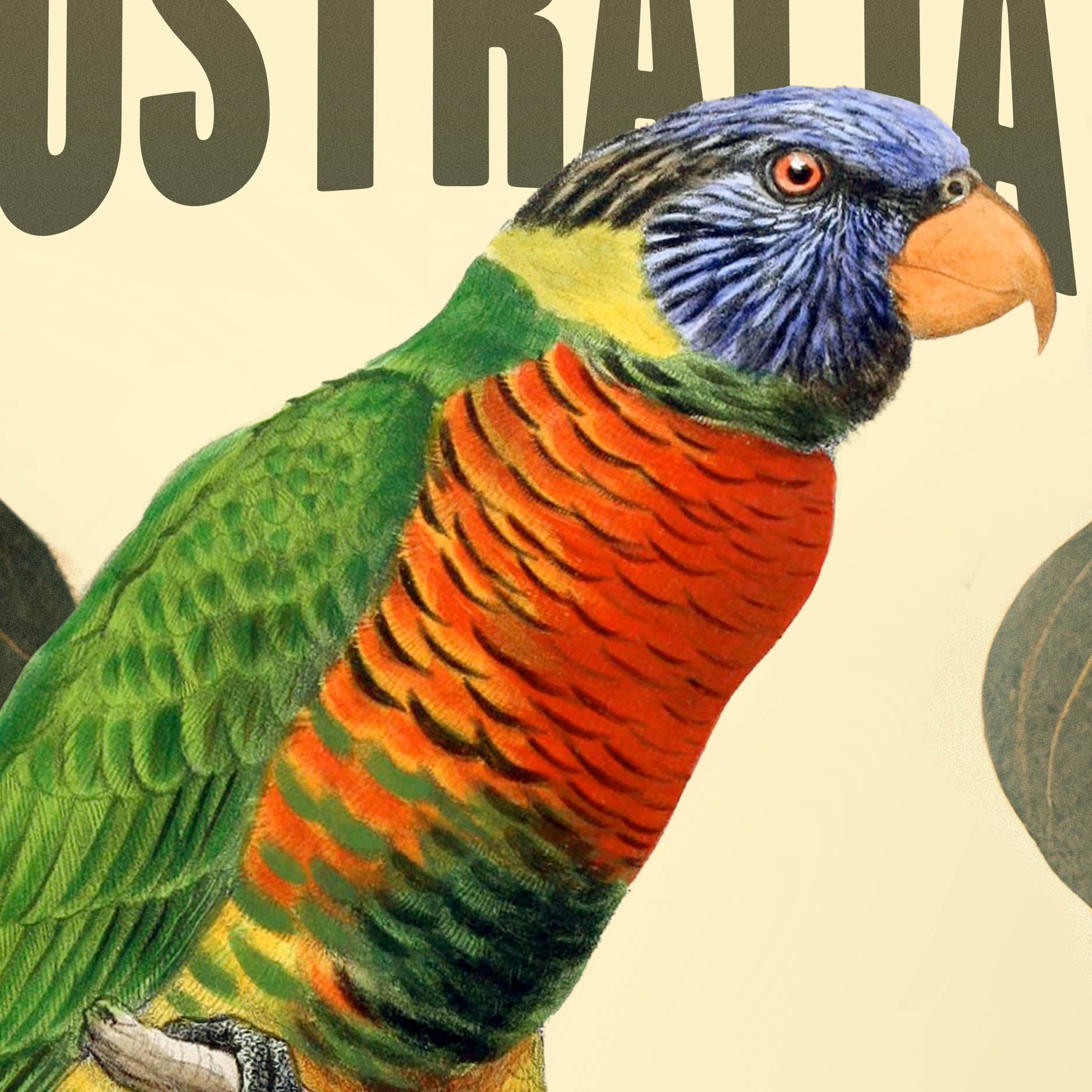 Rainbow Lorikeet - A2 Premium Matte Poster