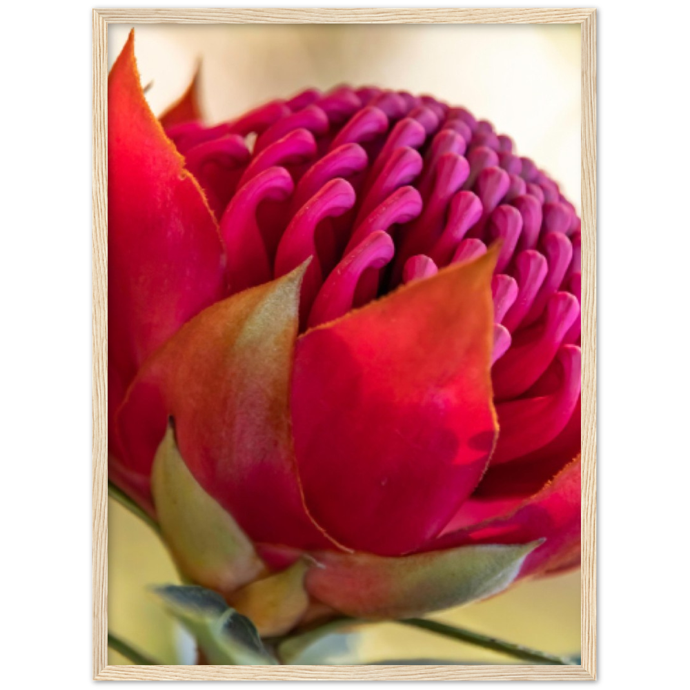 Waratah - Large Premium Matte Paper Wooden Framed Poster