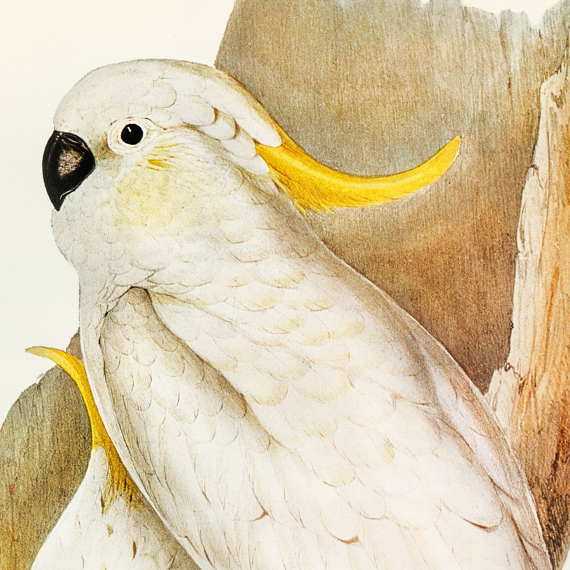 Crested Cockatoo - A2 Premium Matte Poster