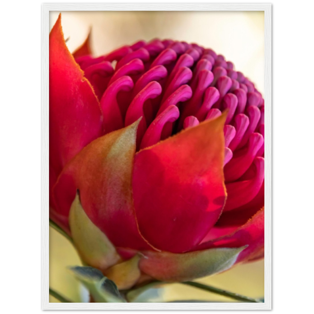 Waratah - Large Premium Matte Paper Wooden Framed Poster