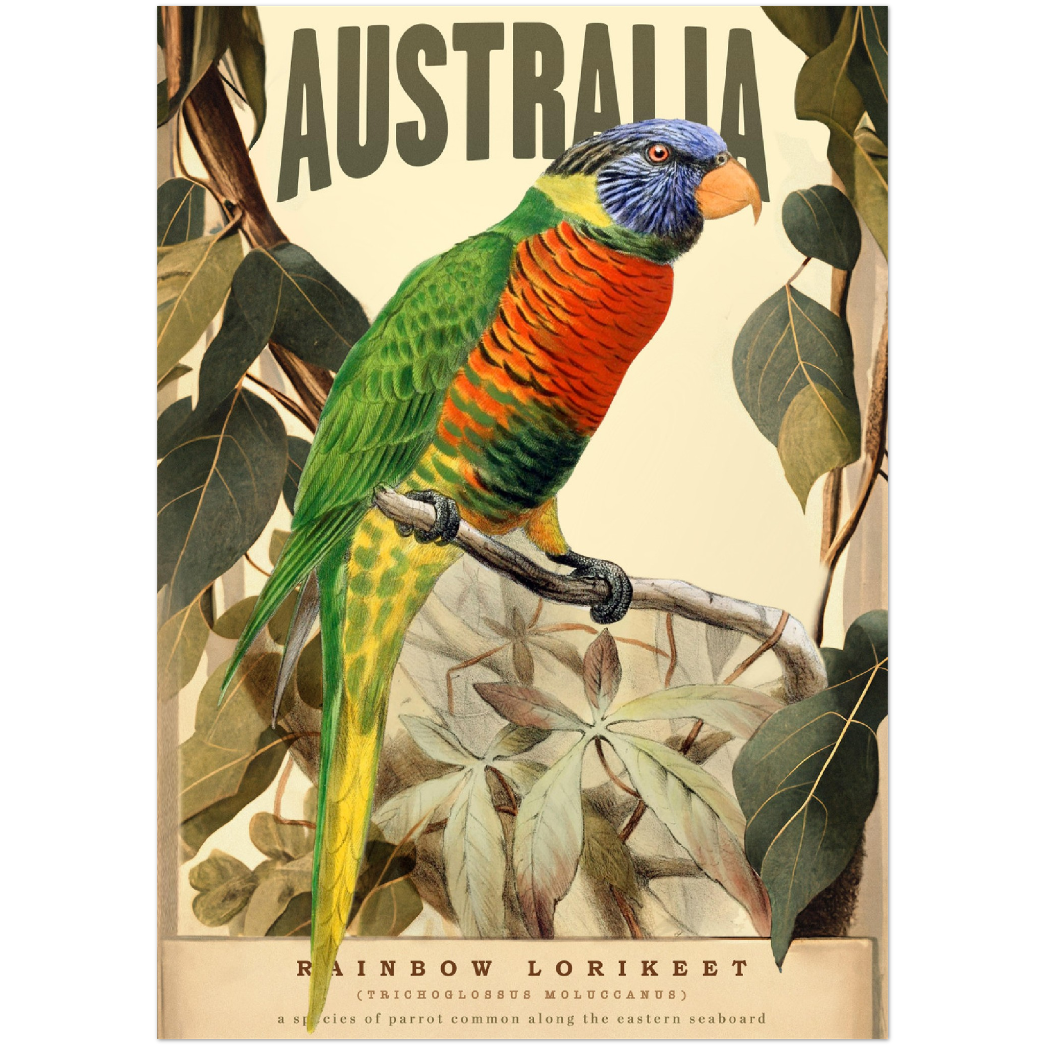 Rainbow Lorikeet - A2 Premium Matte Poster